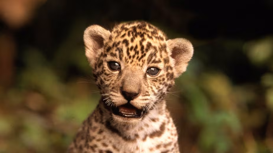 4 de octubre es el Día Mundial de los Animales