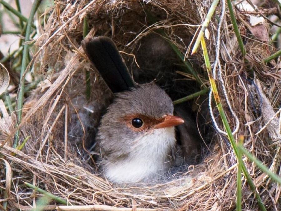 Este pájaro usa un ‘extraño’ truco para enseñar canto a sus crías