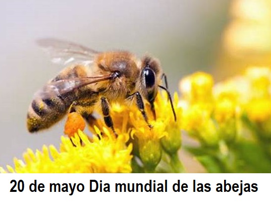 Dia mundial de las abejas