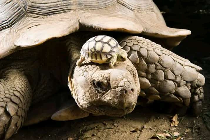 Dia internacional de las Tortugas