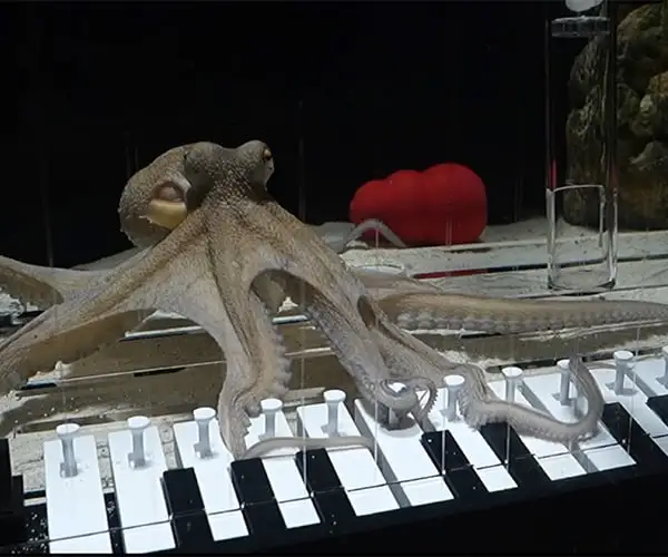 Un m&uacute;sico ense&ntilde;a a un pulpo rescatado a tocar el piano