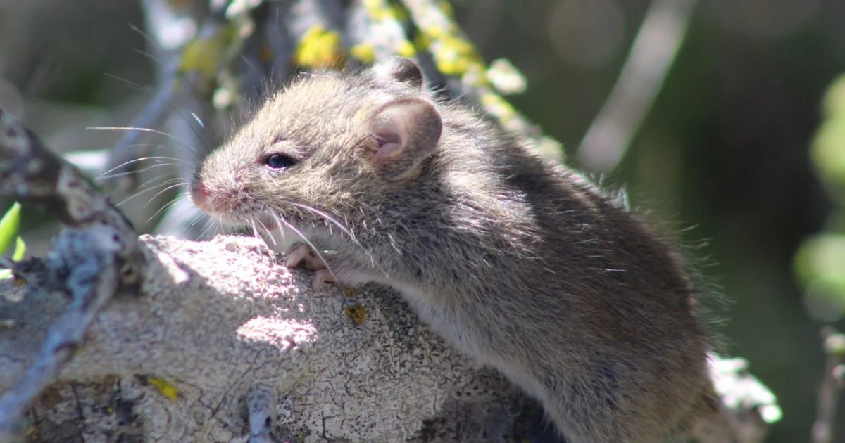 Argentina registra 102 casos confirmados de hantavirus