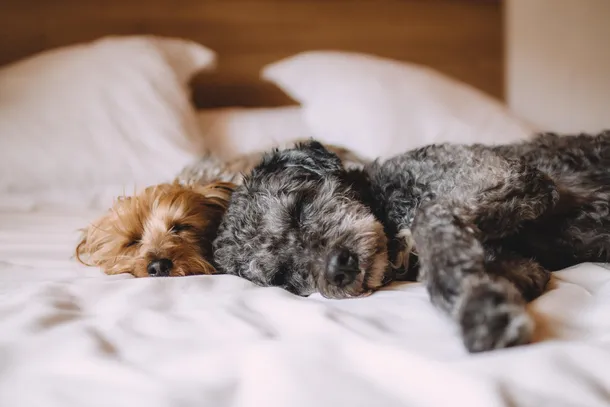 Confirman que los perros obedecen mejor cuando sus dueños están de buen humor