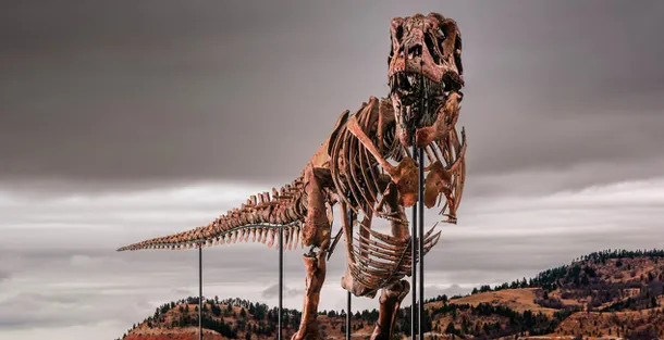 Subastaron el esqueleto de uno de los Tiranosaurios Rex más grandes descubiertos hasta la fecha: a cuánto