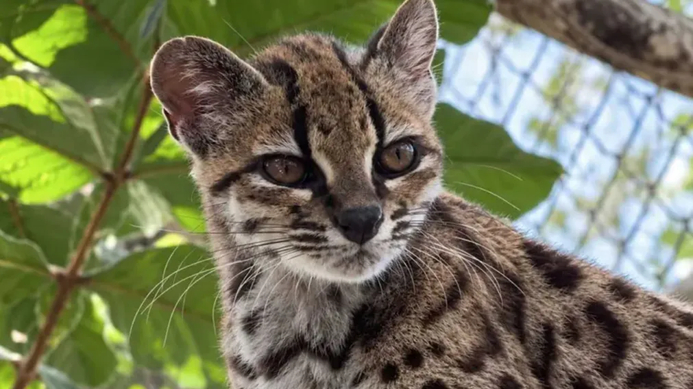 Humilde familia crió a su "gatito" hasta que descubrió que era un felino de una nueva especie