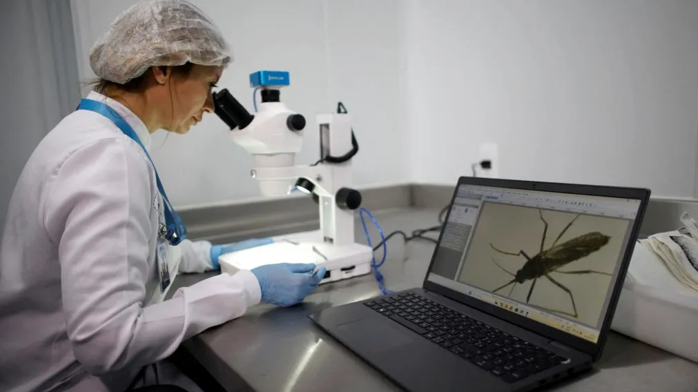 ¿Qué es el virus Shamonda y cómo se transmite?