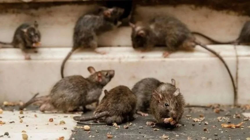 Preocupaci&oacute;n en Provincia: Muri&oacute; una nena de 10 a&ntilde;os por hantavirus en General Belgrano